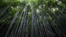 Tall Bamboo Tree Forest Wall Mural. Peaceful, Serenity, Zen Background Wallpaper.