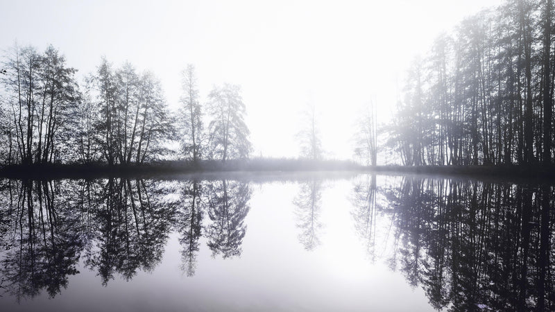 Foggy Woodland Wall Mural. Warm Grey Misty Forest Lakeview Peel and Stick Wallpaper.