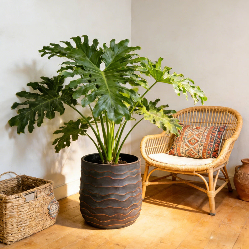 Large Round Planters Set of 2, photo 4 of 10