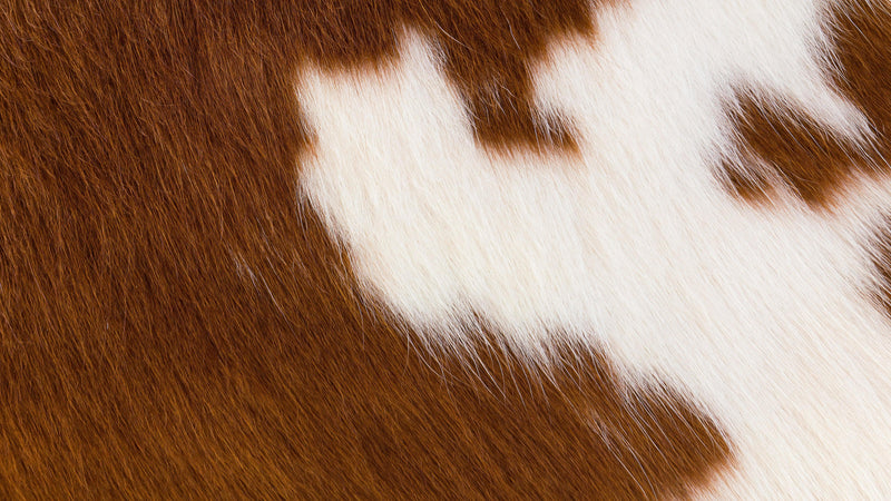 Country-Style Cowhide Wallpaper for Rustic Home Decor.