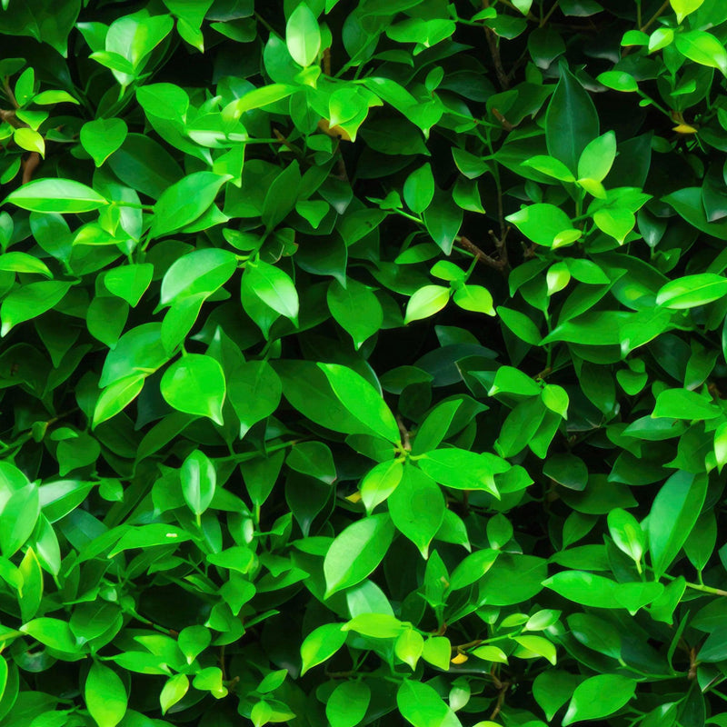 Greenery Grass Background Wallpaper Mural.