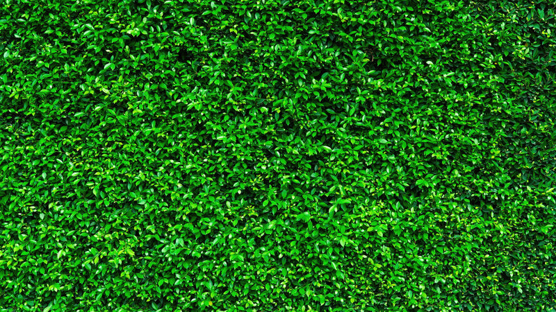 Greenery Grass Background Wallpaper Mural.