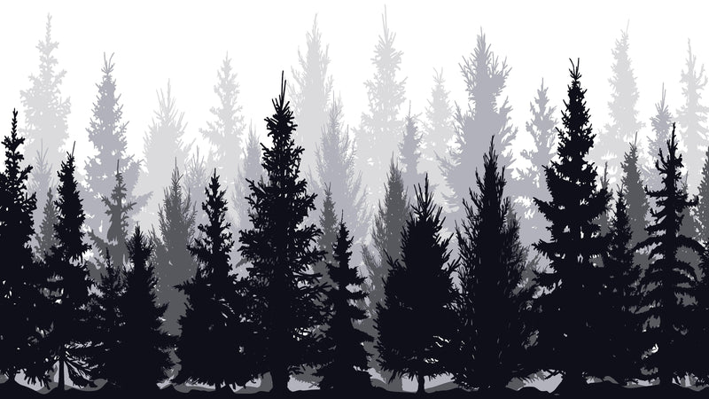 Black and White Pine Tree Forest Wallpaper.