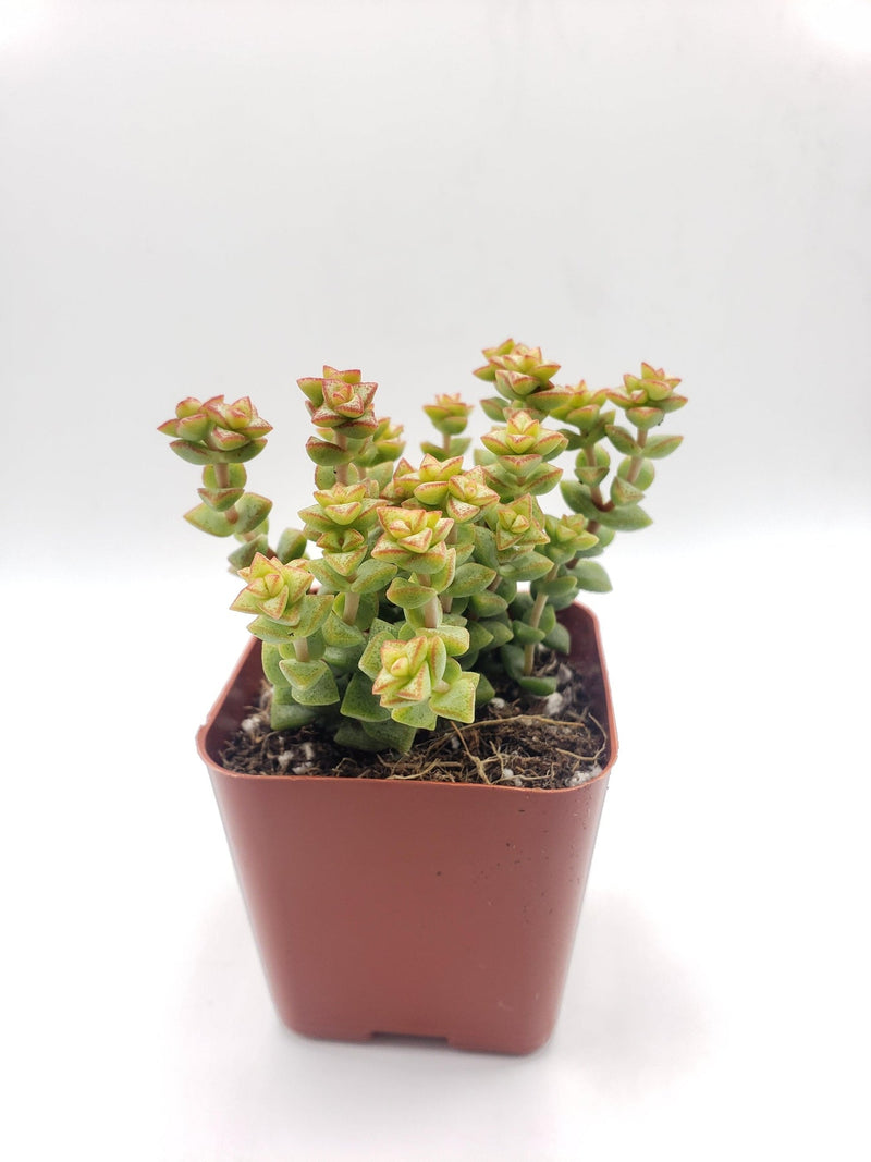 #66 Crassula Tom's Thumb