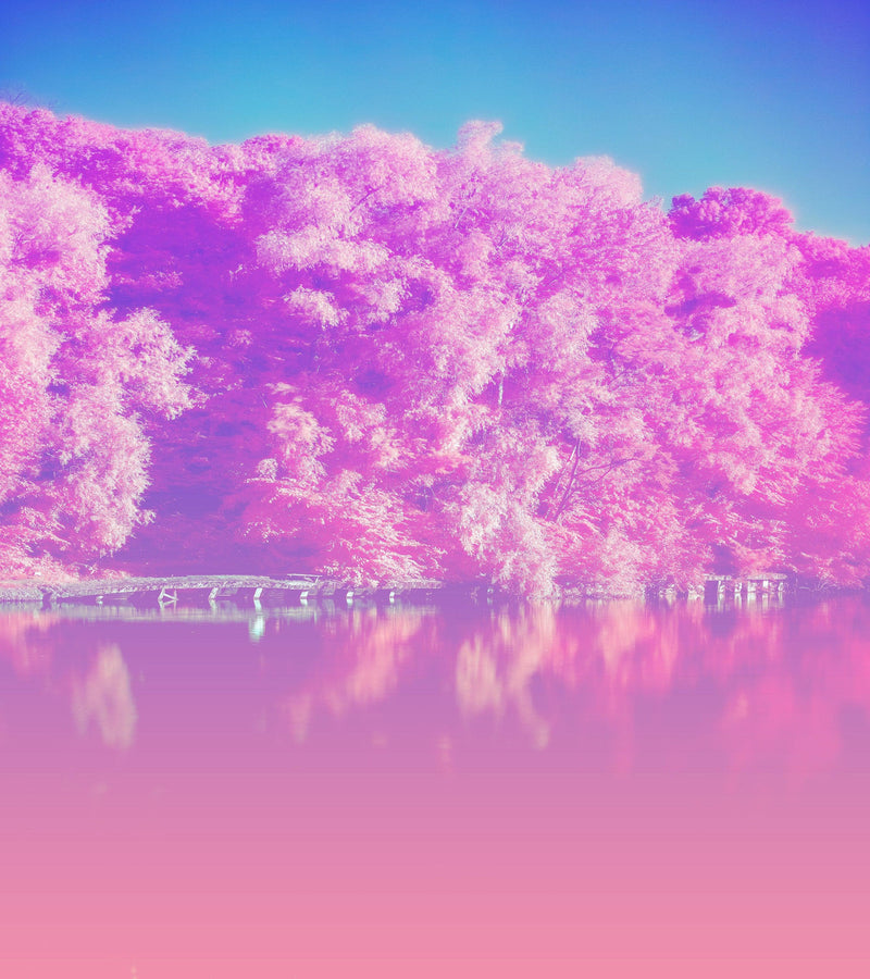 Tranquil Park Scene Wallpaper - Pink Pastel with Trees and Lake Wall Mural