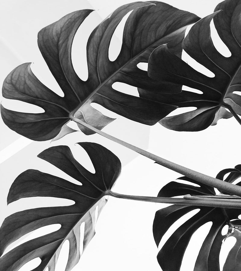 Elegant Black and White Leaves Wallpaper Mural - Serene Botanical Beauty