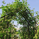 Metal Garden Arch with Adjustable Width for Climbing Plants by HouseOfZazla