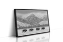Where the Buffalo Roam
