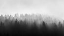 Black and White Misty Pine Forest Wallpaper.