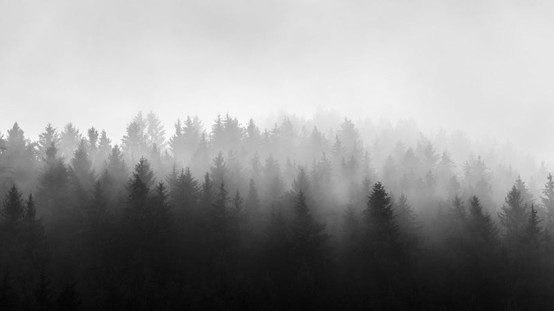 Black and White Misty Pine Forest Wallpaper.