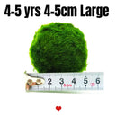 Large Marimo Moss Ball 1 pc 4-5cm LIVE Marimo Moss Ball - Japanese Algae Ball