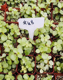 #68  Portulacaria Elephant Bush Green