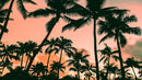 Sunset Wallpaper Mural. Palm Trees Tropical Vibe.