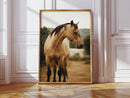 Buckskin Beauty in the Evening Light