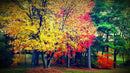 Colorful Autumn Trees Wallpaper Mural.