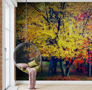 Colorful Autumn Trees Wallpaper Mural.