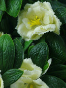 White Rose Bunch Artificial Hanging Plant 18in – UV Resistant
