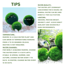Giant Marimo Moss Ball Aqua Plant Pet Rare 5-6 cm LIVE Kokedama Japanese Algae Ball Mossball
