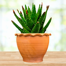 Aloe Nobilis by The Cactus Outlet