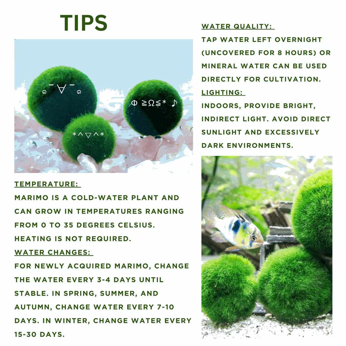 Marimo Moss Ball Aquarium 6-12 Month 0.8-1.5cm Marimo Moss Balls: 5/10/20/50PCS, photo 4 of 17