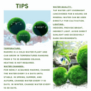 Marimo Moss Ball Aquarium 6-12 Month 0.8-1.5cm Marimo Moss Balls: 5/10/20/50PCS