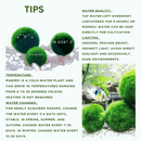 Marimo Moss Balls For Aquarium 2-3 Year 3-4cm Moss Balls: 5/10/20/50PCS Kokedama Japanese Algae Ball Wholesale