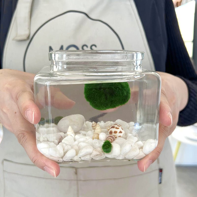Marimo Moss Ball Aquarium Glass Terrarium Designer 4.5" Home Decor and Office Decor
