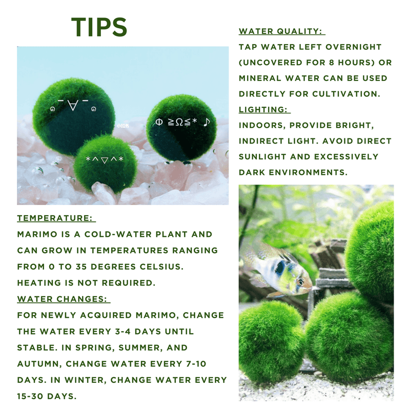Live Marimo Moss Ball Aquarium 6PCS Set Kokedama Ball for 20 Gallon Aquarium