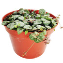 6" String Of Hearts Ceropegia Woodii