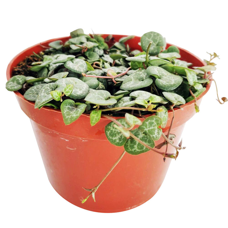 6" String Of Hearts Ceropegia Woodii