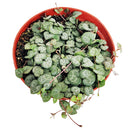 6" String Of Hearts Ceropegia Woodii