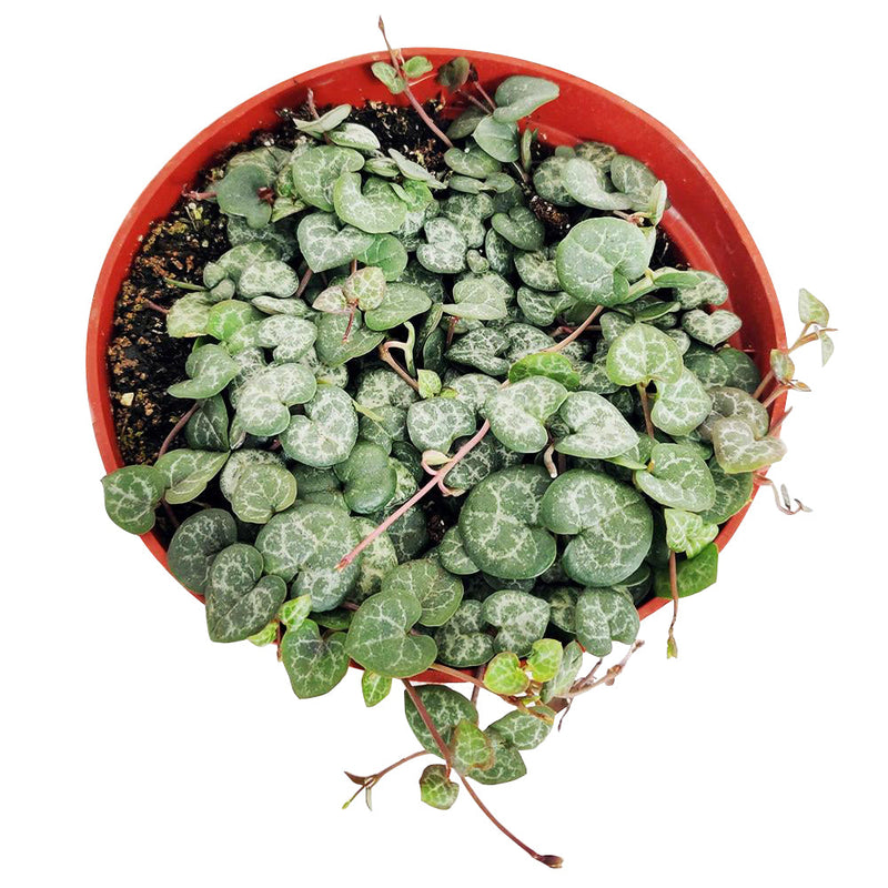 6" String Of Hearts Ceropegia Woodii