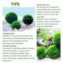 Large Marimo Moss Ball 1 pc 4-5cm LIVE Marimo Moss Ball - Japanese Algae Ball