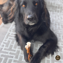 5-6 Inch Braided Collagen Stick