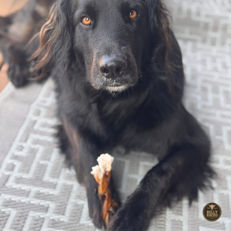 5-6 Inch Braided Collagen Stick