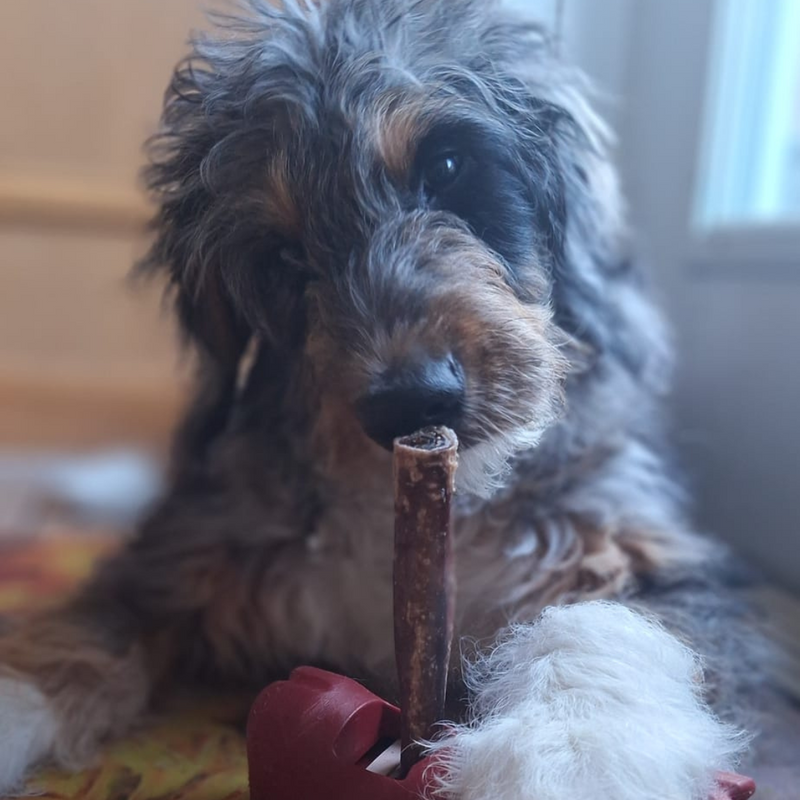 5-6 Inch Champion Chew