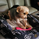 5-6 Inch Collagen Stick