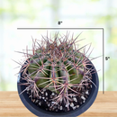 Echinocactus ingens by The Cactus Outlet