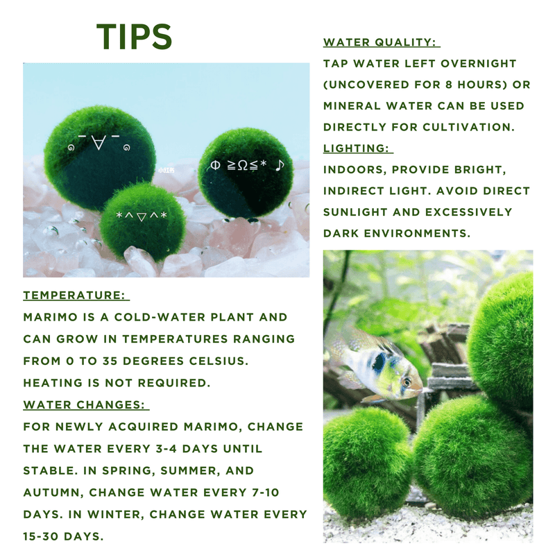 Marimo Moss Balls For Aquarium 5PCS Multiple Size Moss Ball Aqua Plant Pet Bulk Sale - Kokedama Japanese Algae Ball Wholesale