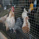 Galvanized Hardware Cloth, Chicken Wire Fence Roll For Garden And Animal Enclosures - Silver by HouseOfZazla