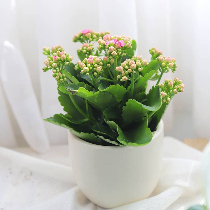 Kalanchoe blossfeldiana 'Calandiva Pink'