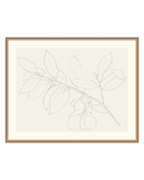Lemon Branch Drawing