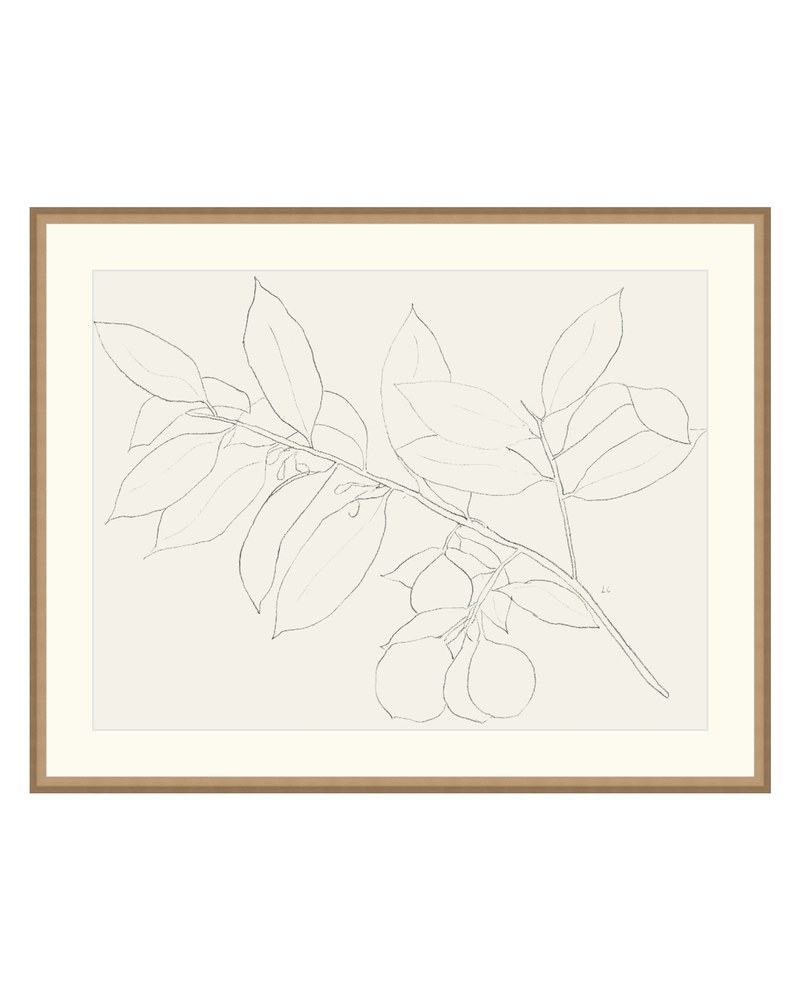 Lemon Branch Drawing