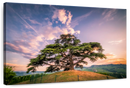 Majestic Cedar Of Lebanon Wall Art