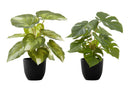 13" Tall Artificial Monstera and Calathea Plants, Set of 2 by HouseOfZazla