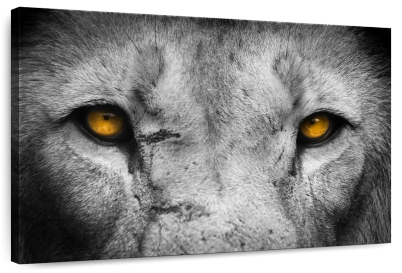 Lion Eyes Pop Wall Art