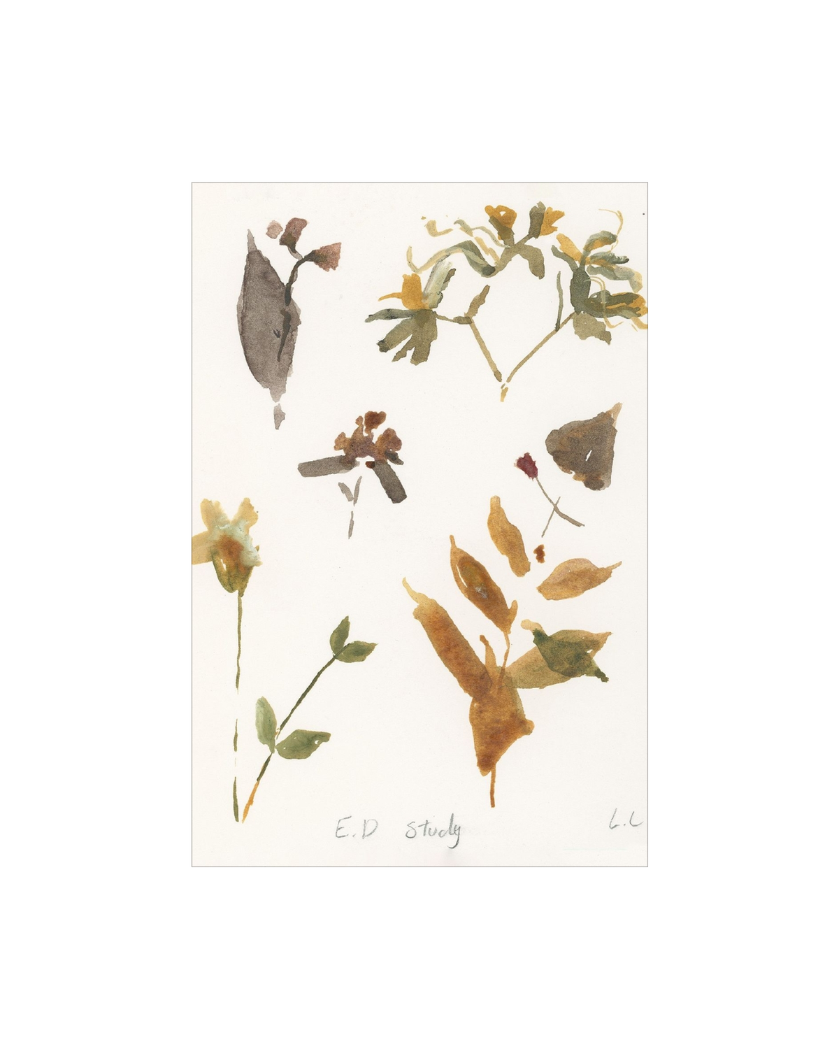 E.D Botanical Study, photo 11 of 34
