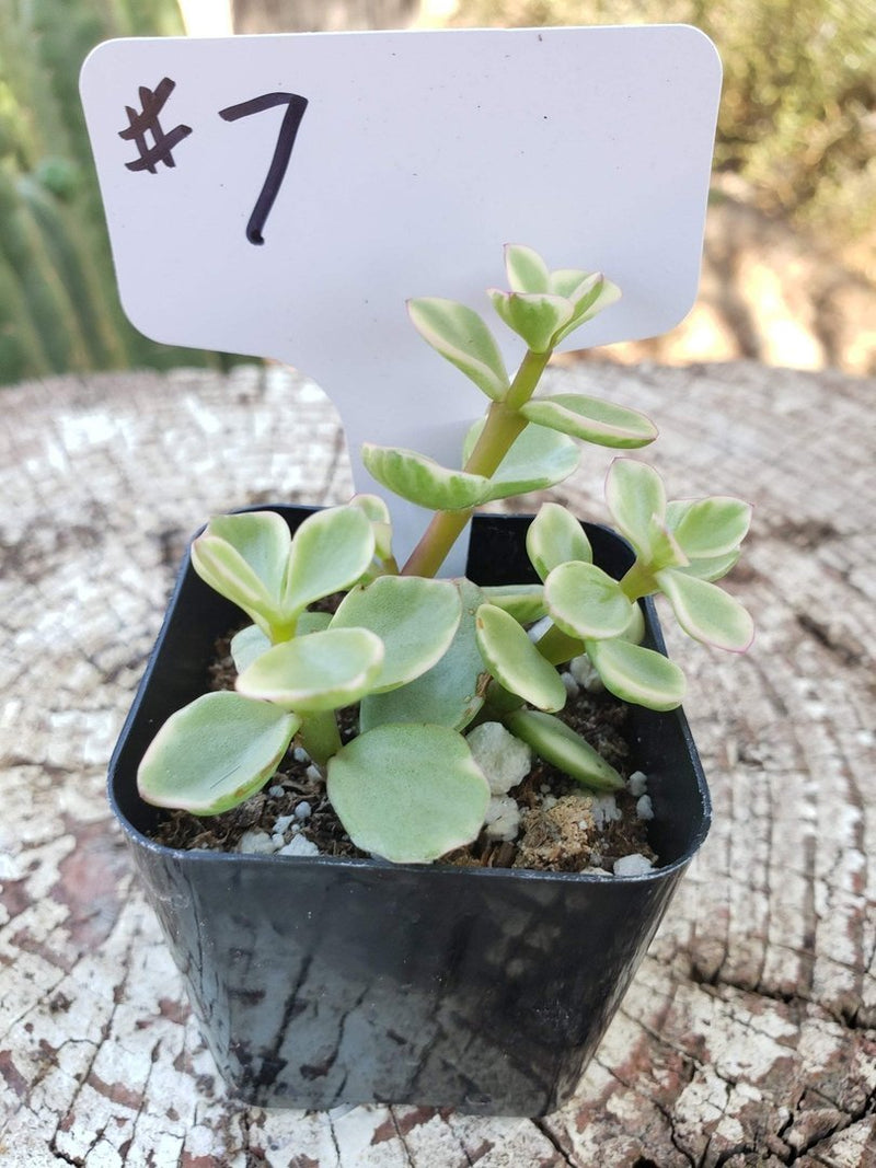 #7  Portulacaria afra Elephant Bush Variegated