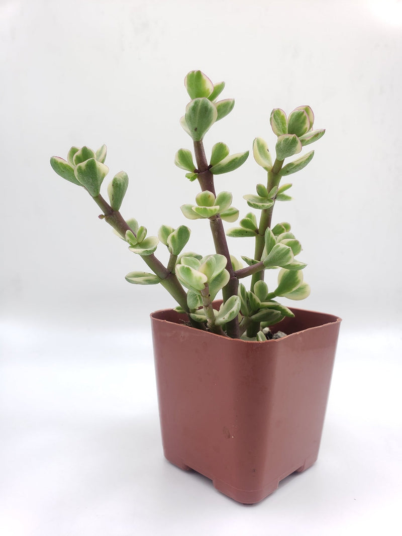 #7  Portulacaria afra Elephant Bush Variegated