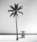 Black & White Tropical Palm Tree Beach Wallpaper Mural.